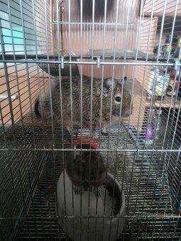 Odmäk degu - darujem - 3