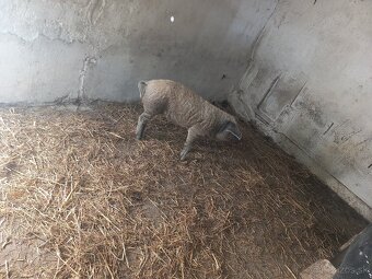 Mangalica,odstavča - 3