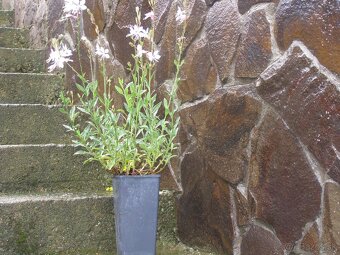 Gaura - 3