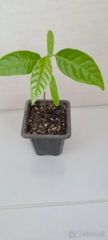 Anonna reciculata-Byčie srdce - 3