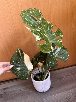 monstera thai - 3