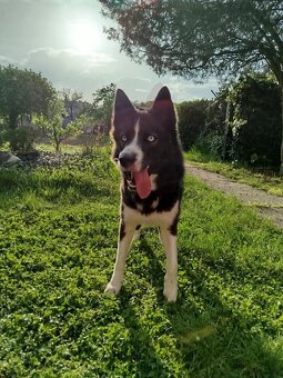 Husky / Border kólia - 3