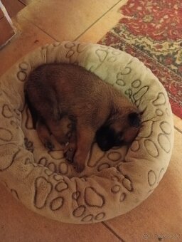 Belgický ovčiak - 3