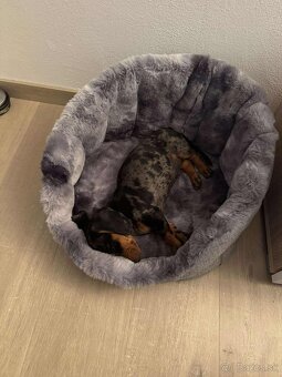 Predám šteniatko - 3