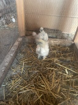 Kuriatka -Hodvabnicka - 3