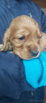 Anglický kokeršpaniel - 3