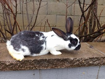 Predám králiky - 3