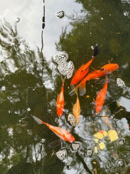 Jazierkové rybyčky,karas,koi..... - 3