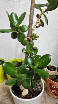 Rastlina tučnolist, priemer kvetináča cca 13 cm - 3