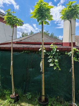 Catalpa nana - 3