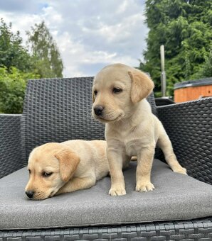 Šteniatka labrador a biely chlapec IHNEĎ - 3