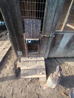 Kurín pre sliepky - 3