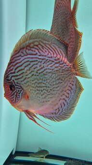 Tercovce - Discus - 3