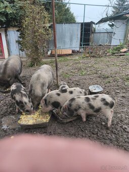 Predám vietnamské prasiatka - 3