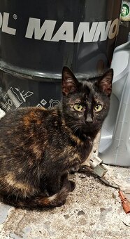 Darujem mačiatko - 3