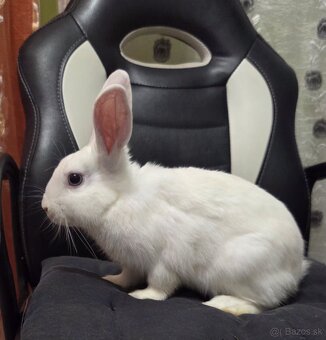 Predám zakrslé králiky - 3