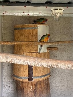 Rozela adelaidska - 3