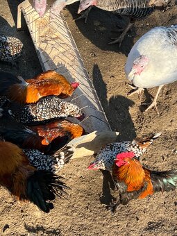 Liliputky Kohuty - 3