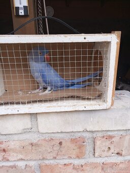 Predam alexander maly violeta - 3