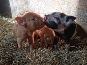 Kune Kune - selátka - 3