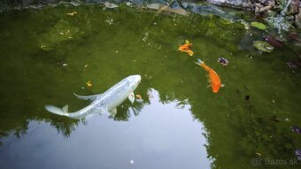 Koi Kapre z jazierka - rušíme jazierko - 3