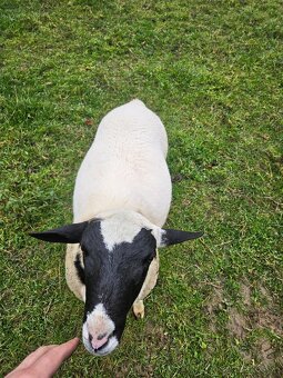 Križenec dorper - 3