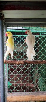 Alexander maly, velky - 3