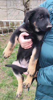 Nemecký ovčiak - 3