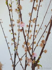 Mandľa trojlaločná /Prunus triloba/ okrasný strom - 3