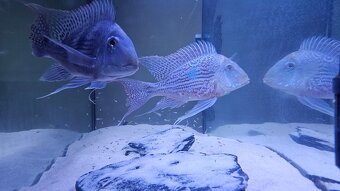 Geophagus Rio Sveni Parana - 4cm+ perletovky - 3