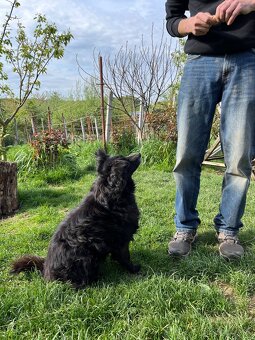 Lina - pes na adopciu - 3