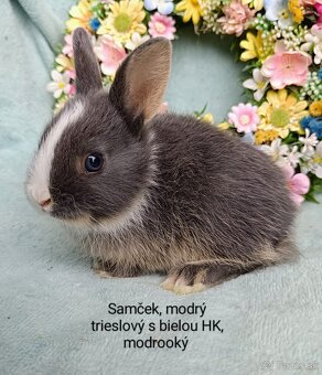 Zakrslé ( zdrobnené) králiky s VP mláďatká - 3