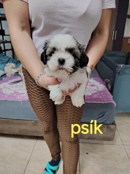 Šteniatka shih-tzu(shitzu, shihtzu) - 3