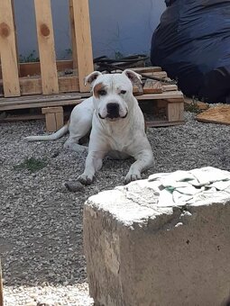 Stafordširský Bulteriér - 3