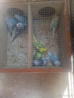 Predám korely aj andulky - 3