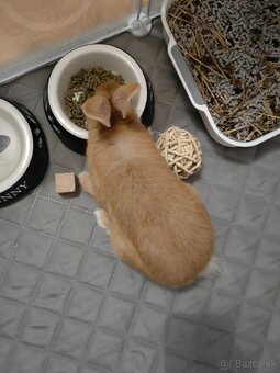 Zakrslý králik s ohradou - 3