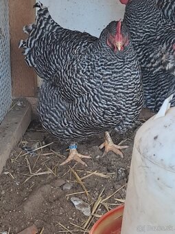 Nasadove vajíčka amrox,amroks - 3