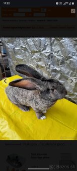 Belgický obor zajac - 3