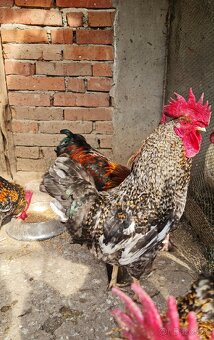 Predám kohútov - 3