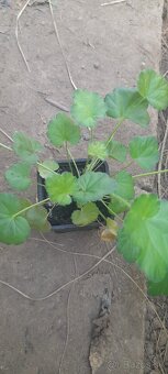 Heuchera zelená s výrazne ružovými kvetmi SADENICE - 3