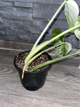 Monstera var. - 3