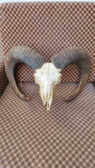 Predám trofej muflona parožie zhody trofeje - 3