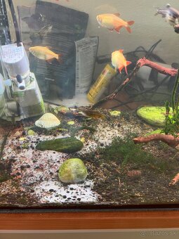 Zabehnuté Akvárium 60x30x30 cm (54l) - 3