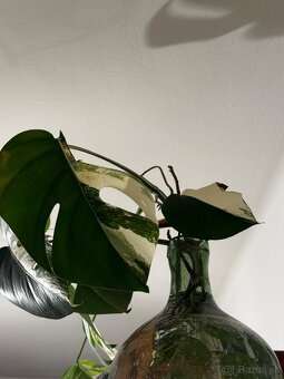 Monstera deliciosa Variegata - 3