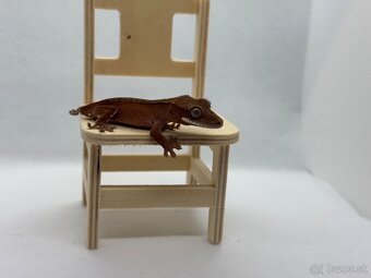 Correlophus cilliatus red - 3