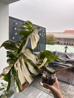 Monstera albo - 3