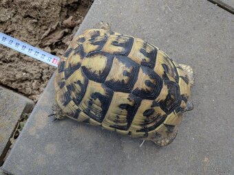 Suchozemská korytnačka - 3