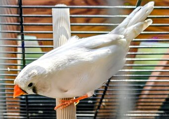 Zebricky maldý chovný pár - 3