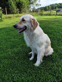 Zlatý retriever šteniatka - 3