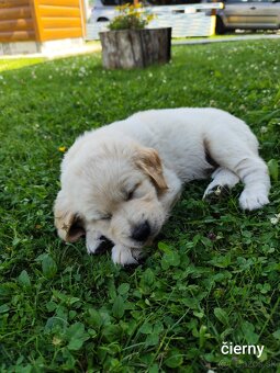 Zlatý retriever šteniatka - 3
